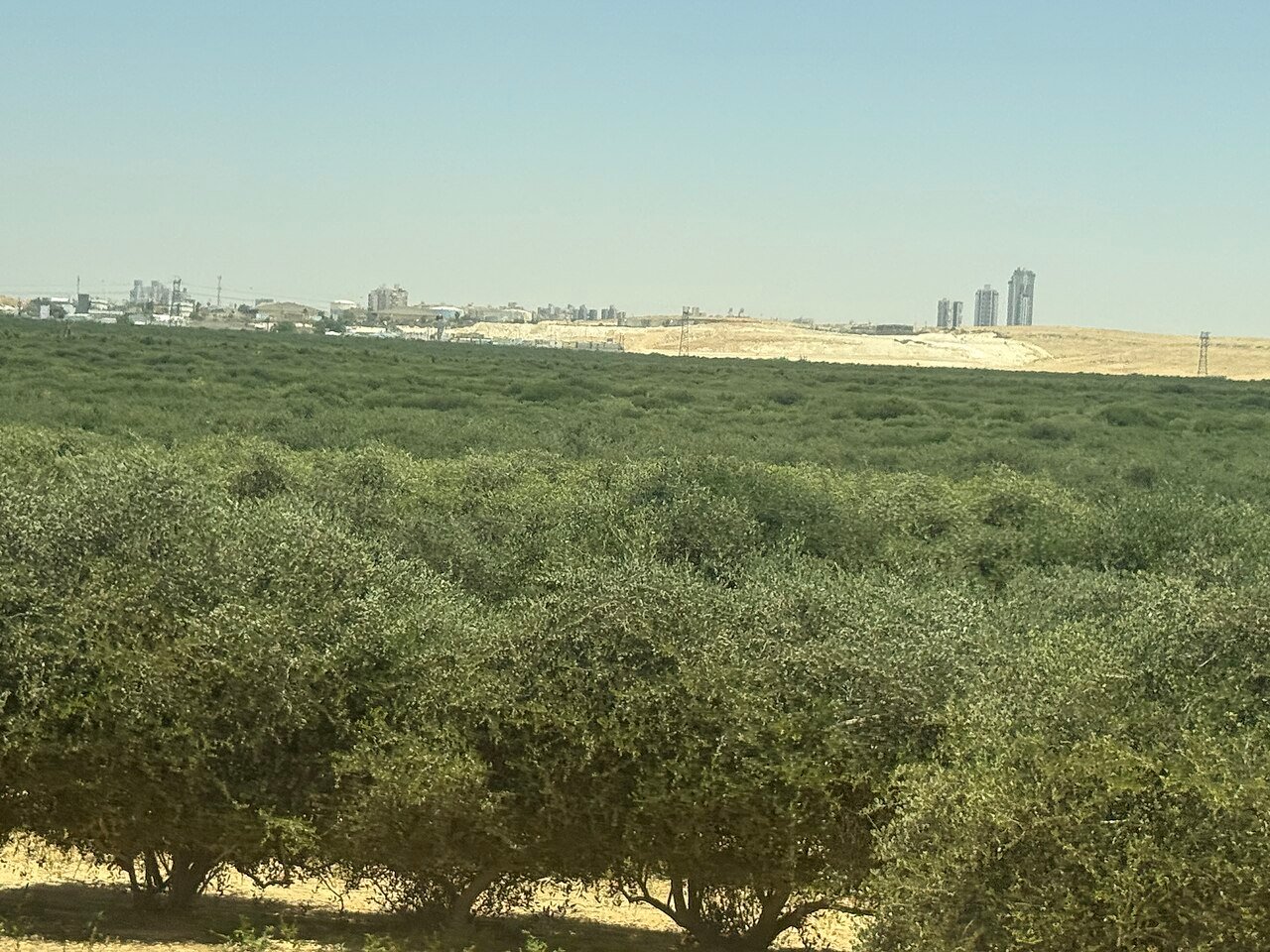 من الثمرة إلى الزيت: كيف يُستخرج الأركان بالطريقة الأمازيغية الأصيلة